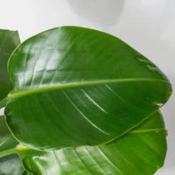 Strelitzia, Topf-Ø 21 Cm, Höhe Ca. 70-100 Cm -Elho || LECHUZA Verkäufe 0210104644 Strelitzia nicolai 5