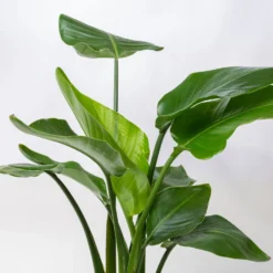 Strelitzia, Topf-Ø 21 Cm, Höhe Ca. 70-100 Cm -Elho || LECHUZA Verkäufe 0210104644 Strelitzia nicolai 6