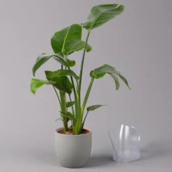 Strelitzia Nicolai, Topf-Ø 17 Cm, Höhe Ca. 55 Cm -Elho || LECHUZA Verkäufe 0210104742 Strelitzia nicolai T17 3