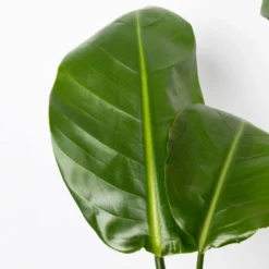 Strelitzia Nicolai, Topf-Ø 17 Cm, Höhe Ca. 55 Cm -Elho || LECHUZA Verkäufe 0210104742 Strelitzia nicolai T17 4