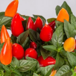 Capsicum 'Acapulco Multicolor', Topf-Ø 10,5, 6er-Set -Elho || LECHUZA Verkäufe 0210104747 Capsicum an Acapulco Multicolor T10 5 6er Set WS 2
