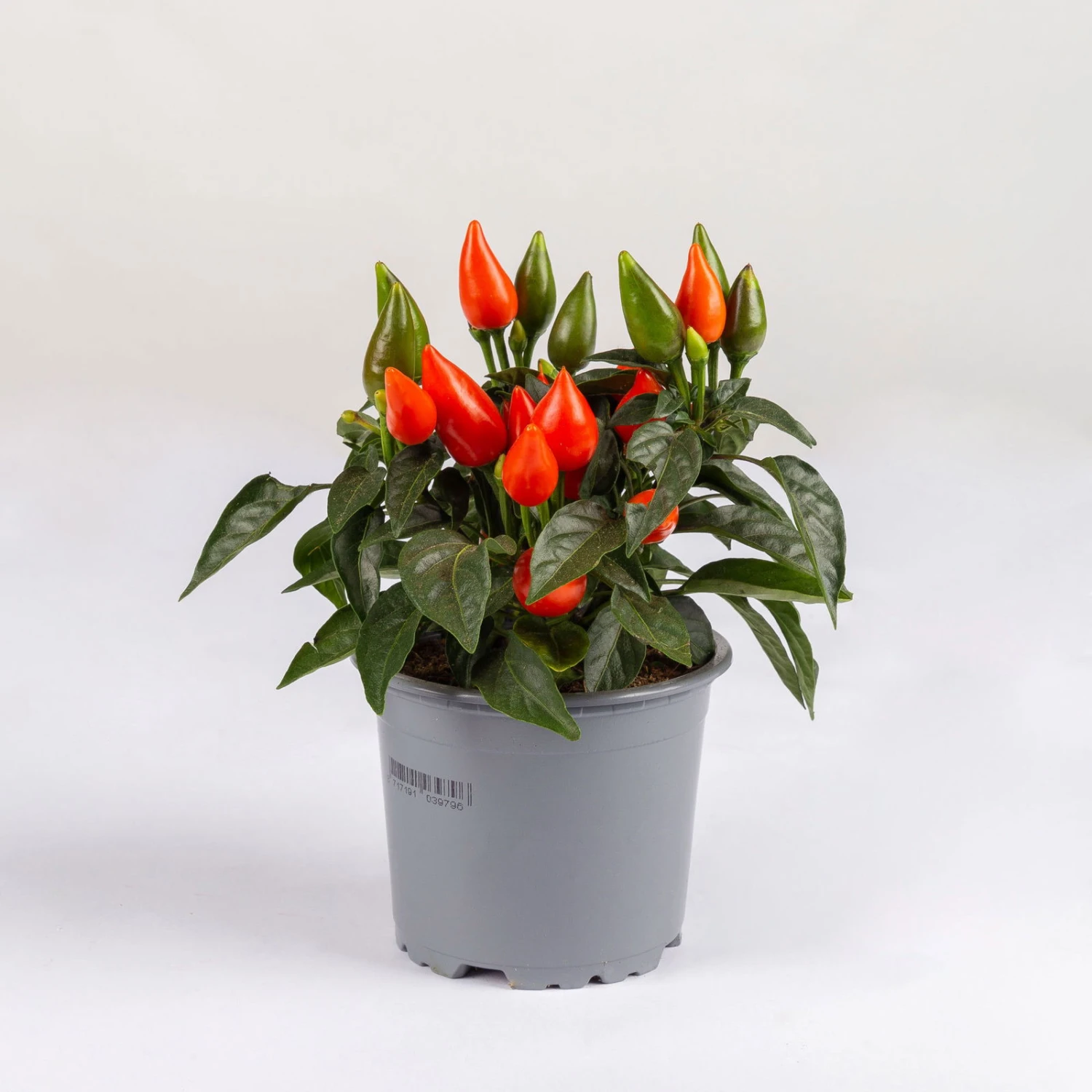 Capsicum 'Salsa Dark Orange', Topf-Ø 10,5, 6er-Set 1 Capsicum 'Salsa Dark Orange', Topf-Ø 10,5, 6er-Set