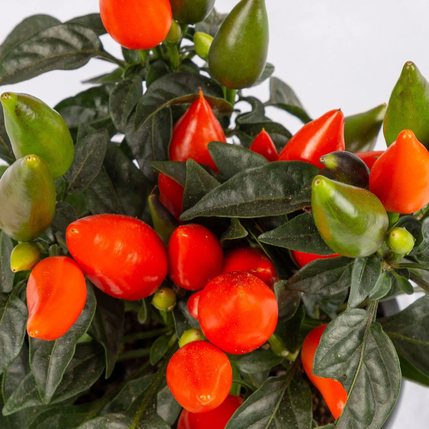 Capsicum 'Salsa Dark Orange', Topf-Ø 10,5, 6er-Set 2 Capsicum 'Salsa Dark Orange', Topf-Ø 10,5, 6er-Set – Bild 2