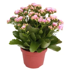 Kalanchoe 'Calandiva'®, Rosa-weiß, Topf-Ø 12 Cm, Höhe Ca. 27,5 Cm, 6er-Set -Elho || LECHUZA Verkäufe 0210350156 Kalanchoe Cal rosa weiss