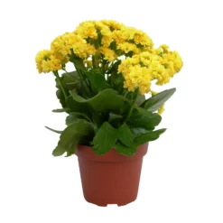 Kalanchoe 'Calandiva'®, Gelb, Topf-Ø 12 Cm, Höhe Ca. 27,5 Cm, 6er-Set -Elho || LECHUZA Verkäufe 0210350157 Kalanchoe Cal gelb