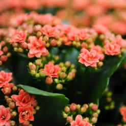 Kalanchoe 'Calandiva'®, Orange, Topf-Ø 12 Cm, Höhe Ca. 27,5 Cm, 6er-Set -Elho || LECHUZA Verkäufe 0210350158 Kalanchoe Cal orange 12cm T H 26cm