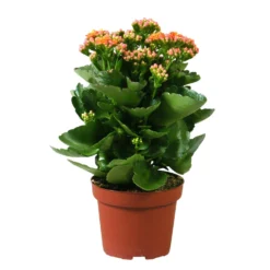 Kalanchoe 'Calandiva'®, Orange, Topf-Ø 12 Cm, Höhe Ca. 27,5 Cm, 6er-Set -Elho || LECHUZA Verkäufe 0210350158 Kalanchoe Cal orange