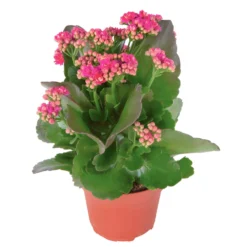 Kalanchoe 'Calandiva'®, Violett, Topf-Ø 12 Cm, Höhe Ca. 27,5 Cm, 6er-Set -Elho || LECHUZA Verkäufe 0210350159 Kalanchoe cal violett