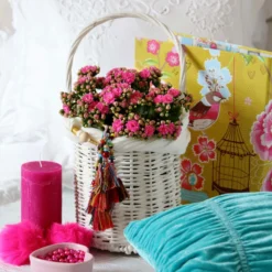 Kalanchoe 'Calandiva'®, Violett, Topf-Ø 12 Cm, Höhe Ca. 27,5 Cm, 6er-Set -Elho || LECHUZA Verkäufe 0210350159 Kalanchoe cal violett2