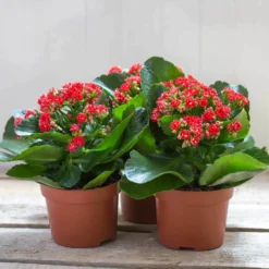 Kalanchoe 'Calandiva'®, Rot, Topf-Ø 12 Cm, Höhe Ca. 27,5 Cm, 6er-Set -Elho || LECHUZA Verkäufe 0210350161 Kalanchoe Cal rot 12 cm T H 26cm1