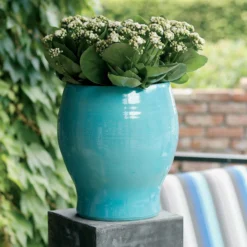 Kalanchoe 'Calandiva'®, Weiß, Topf-Ø 12 Cm, Höhe Ca. 27,5 Cm, 6er-Set 10 Kalanchoe 'Calandiva'®, Weiß, Topf-Ø 12 Cm, Höhe Ca. 27,5 Cm, 6er-Set -Elho || LECHUZA Verkäufe 0210350168 Kalanchoe Cal weiss1