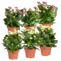 Neue Veröffentlichungen 3 Kalanchoe 'Calandiva'®, Weiß&violett, Topf-Ø 12 Cm, Höhe Ca. 20-30 Cm, 6er-Set