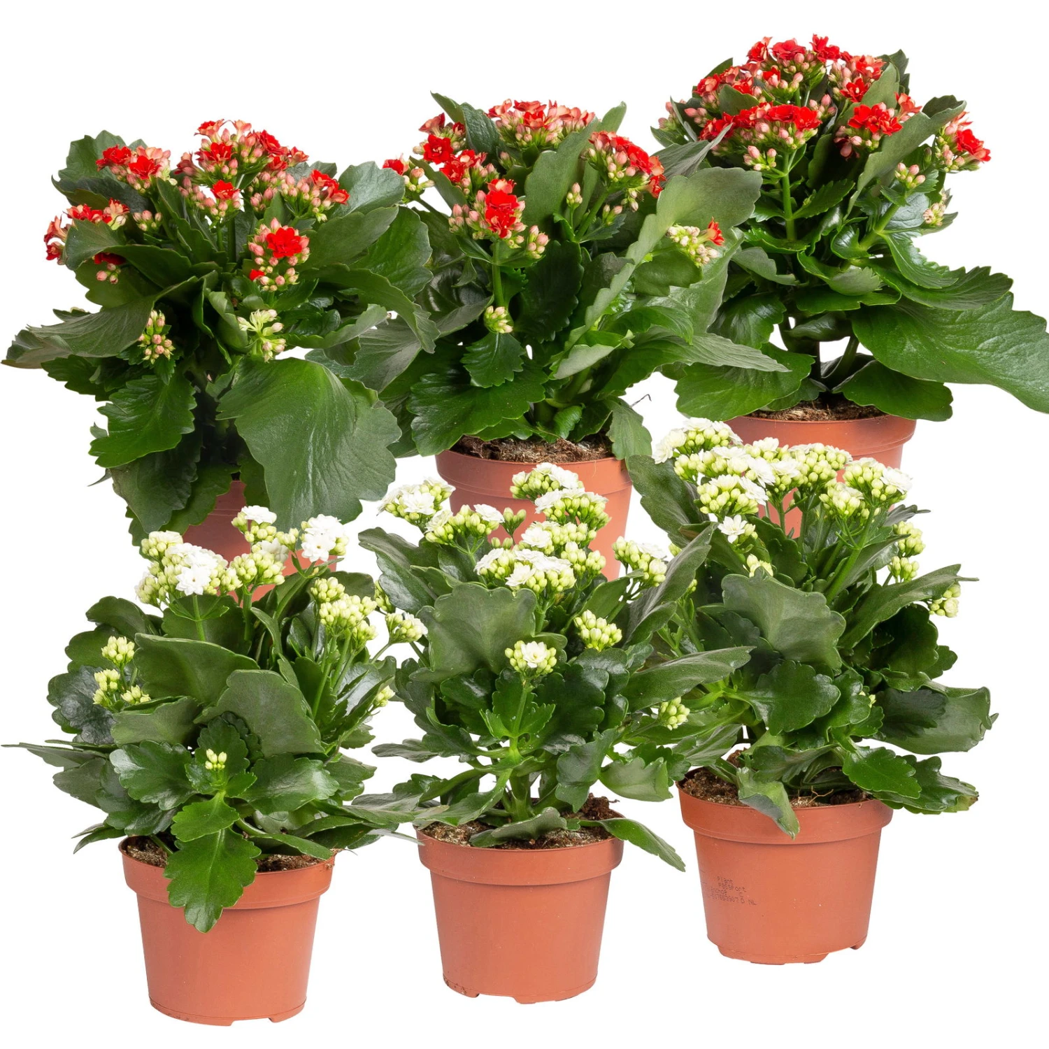Kalanchoe 'Calandiva'®, Weiß & Rot, Topf-Ø 12 Cm, Höhe Ca. 20-30 Cm, 6er-Set 1 Kalanchoe 'Calandiva'®, Weiß & Rot, Topf-Ø 12 Cm, Höhe Ca. 20-30 Cm, 6er-Set