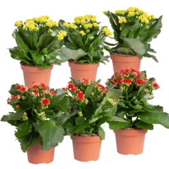 Kalanchoe 'Calandiva'®, Rot&gelb, Topf Topf-Ø 12 Cm, Höhe Ca. 20-30cm, 6er-Set