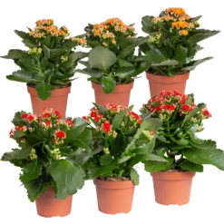Kalanchoe 'Calandiva'®, Rot&orange, Topf-Ø 12 Cm, Höhe Ca. 20-30 Cm, 6er-Set