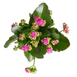 Kalanchoe 'Calandiva'®, Violett, Topf-Ø 12 Cm, Höhe Ca. 27,5 Cm, 6er-Set -Elho || LECHUZA Verkäufe 0210350382 Kalanchoe violett 6er Set 6xviolett 1 2