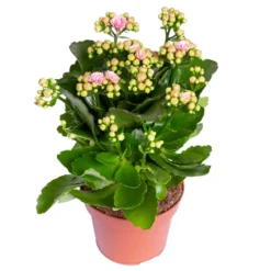 Kalanchoe 'Calandiva'®, Rosa-weiß, Topf-Ø 12 Cm, Höhe Ca. 27,5 Cm, 6er-Set -Elho || LECHUZA Verkäufe 0210350383 Kalanchoe rosa weiss 6er Set 6xrosa weiss 1