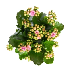 Kalanchoe 'Calandiva'®, Rosa-weiß, Topf-Ø 12 Cm, Höhe Ca. 27,5 Cm, 6er-Set -Elho || LECHUZA Verkäufe 0210350383 Kalanchoe rosa weiss 6er Set 6xrosa weiss 2