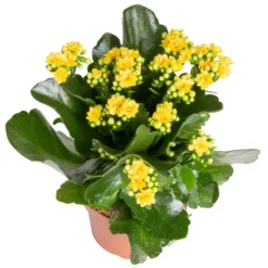 Kalanchoe 'Calandiva'®, Gelb, Topf-Ø 12 Cm, Höhe Ca. 27,5 Cm, 6er-Set -Elho || LECHUZA Verkäufe 0210350384 Kalanchoe gelb 6er Set 6xgelb 2 2