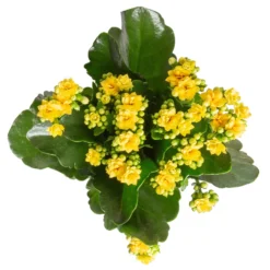 Kalanchoe 'Calandiva'®, Gelb&orange, Topf-Ø 12 Cm, Höhe Ca. 20-30 Cm, 6er-Set -Elho || LECHUZA Verkäufe 0210350384 Kalanchoe gelb 6er Set 6xgelb 3 3