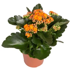 Kalanchoe 'Calandiva'®, Gelb&orange, Topf-Ø 12 Cm, Höhe Ca. 20-30 Cm, 6er-Set -Elho || LECHUZA Verkäufe 0210350385 Kalanchoe orange 6er Set 6xorange 2 2
