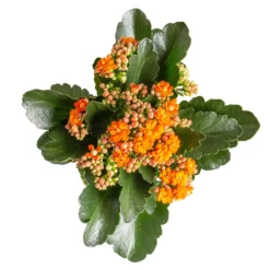 Kalanchoe 'Calandiva'®, Orange, Topf-Ø 12 Cm, Höhe Ca. 27,5 Cm, 6er-Set -Elho || LECHUZA Verkäufe 0210350385 Kalanchoe orange 6er Set 6xorange 3 1