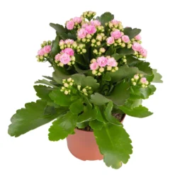 Kalanchoe 'Calandiva'®, Weiß & Rosa, Topf-Ø 12 Cm, Höhe Ca. 20-30 Cm, 6er-Set -Elho || LECHUZA Verkäufe 0210350386 Kalanchoe rosa 6er Set 6xrosa 1