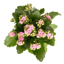 Kalanchoe 'Calandiva'®, Weiß & Rosa, Topf-Ø 12 Cm, Höhe Ca. 20-30 Cm, 6er-Set -Elho || LECHUZA Verkäufe 0210350386 Kalanchoe rosa 6er Set 6xrosa 2