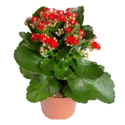 Kalanchoe 'Calandiva'®, Rot, Topf-Ø 12 Cm, Höhe Ca. 27,5 Cm, 6er-Set -Elho || LECHUZA Verkäufe 0210350387 Kalanchoe rot 6er Set 6xrot 21 4