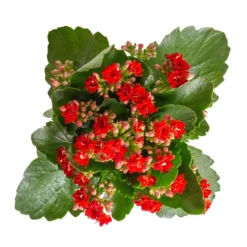 Kalanchoe 'Calandiva'®, Rot&violett, Topf-Ø 12 Cm, Höhe Ca. 20-30 Cm, 6er-Set -Elho || LECHUZA Verkäufe 0210350387 Kalanchoe rot 6er Set 6xrot 3