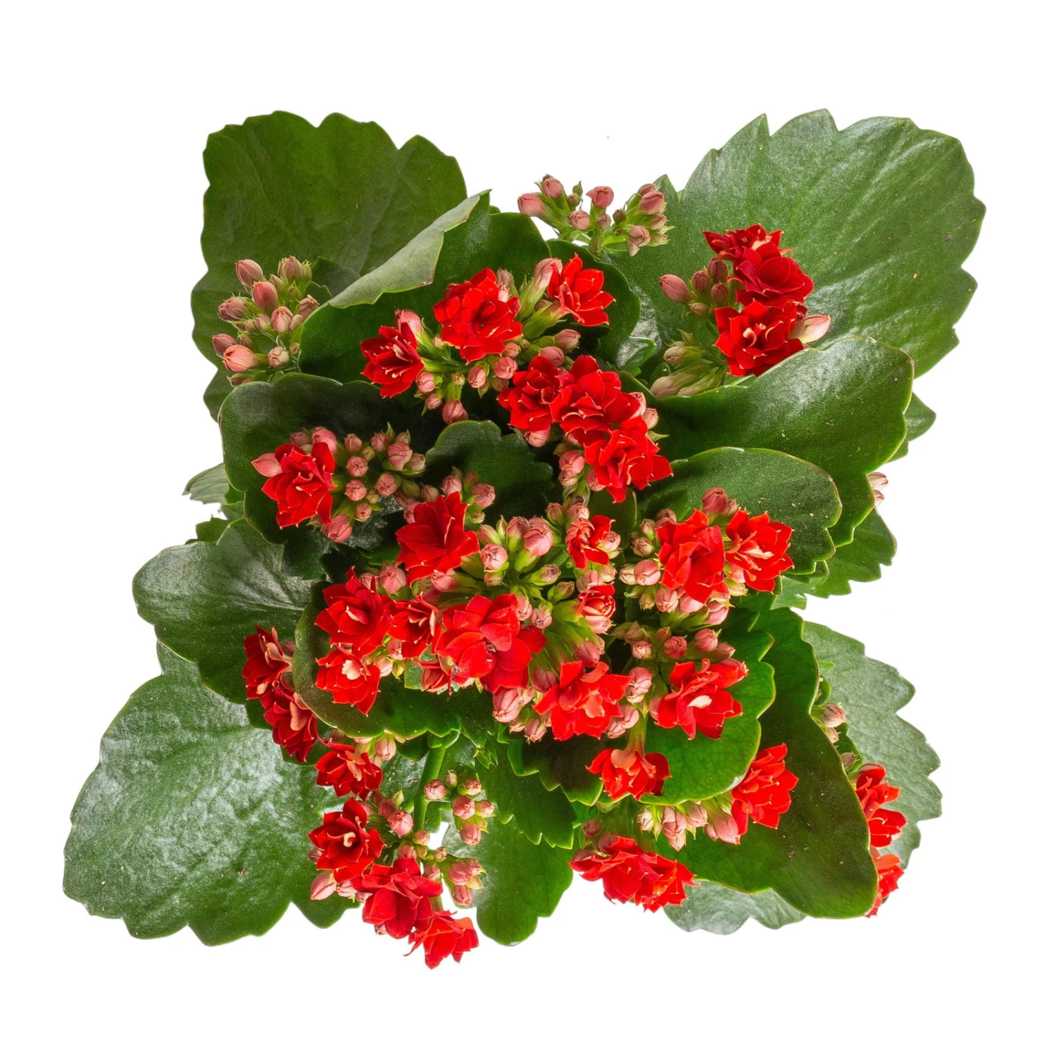 Kalanchoe 'Calandiva'®, Weiß & Rot, Topf-Ø 12 Cm, Höhe Ca. 20-30 Cm, 6er-Set 4 Kalanchoe 'Calandiva'®, Weiß & Rot, Topf-Ø 12 Cm, Höhe Ca. 20-30 Cm, 6er-Set – Bild 4
