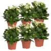 Kalanchoe 'Calandiva'®, Weiß, Topf-Ø 12 Cm, Höhe Ca. 27,5 Cm, 6er-Set