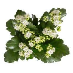 Neue Veröffentlichungen -Elho || LECHUZA Verkäufe 0210350388 Kalanchoe weiss 6er Set 6xweiss 1