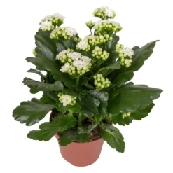 Kalanchoe 'Calandiva'®, Weiß&violett, Topf-Ø 12 Cm, Höhe Ca. 20-30 Cm, 6er-Set -Elho || LECHUZA Verkäufe 0210350388 Kalanchoe weiss 6er Set 6xweiss 2