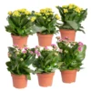 Kalanchoe 'Calandiva'®, Gelb&violett, Topf-Ø 12 Cm, Höhe Ca. 20-30 Cm, 6er-Set