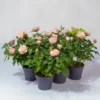 Rose Patio, Rosa, Topf-Ø 13 Cm, 6er-Set