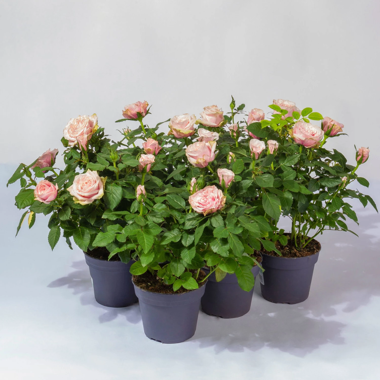 Rose Patio, Rosa, Topf-Ø 13 Cm, 6er-Set 1 Rose Patio, Rosa, Topf-Ø 13 Cm, 6er-Set