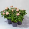 Rose Patio, Rosa, Topf-Ø 13 Cm, 3er-Set