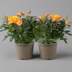 Rose Orange, Topf-Ø 14 Cm, 2er-Set