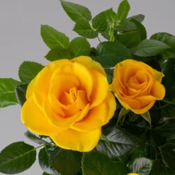 Rose 'Infinity' Gelb, Topf-Ø 14 Cm, 2er-Set -Elho || LECHUZA Verkäufe 0210550297 rose gelb 3 122755