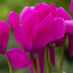 Alpenveilchen-Trio, Zufällige Farben, Topf-Ø 13 Cm, Höhe Ca. 30 Cm, 3er-Set -Elho || LECHUZA Verkäufe 0210600490 Cyclamen Mix 6er Set 2