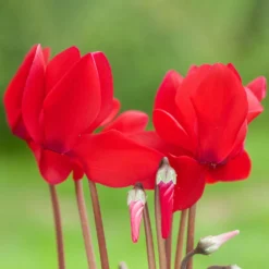 Alpenveilchen-Trio, Zufällige Farben, Topf-Ø 13 Cm, Höhe Ca. 30 Cm, 3er-Set -Elho || LECHUZA Verkäufe 0210600490 Cyclamen Mix 6er Set 3