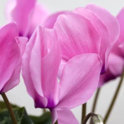 Alpenveilchen-Trio, Zufällige Farben, Topf-Ø 13 Cm, Höhe Ca. 30 Cm, 3er-Set -Elho || LECHUZA Verkäufe 0210600490 Cyclamen Mix 6er Set 4