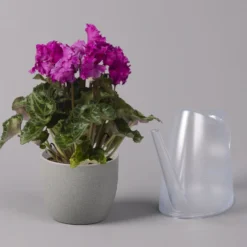 Alpenveilchen, Lila, Gefranst, Topf-Ø 10,5 Cm, Höhe Ca. 23 Cm, 6er-Set -Elho || LECHUZA Verkäufe 0210600495 Cyclamen Merengue lila 10cm 3er Set 2 115545