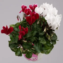 Alpenveilchen-Trio, Zufällige Farben, Topf-Ø 13 Cm, Höhe Ca. 30 Cm, 3er-Set -Elho || LECHUZA Verkäufe 0210600498 Cyclamen persicum Trio 3er Set 13 117603