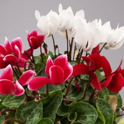 Alpenveilchen-Trio, Zufällige Farben, Topf-Ø 13 Cm, Höhe Ca. 30 Cm, 3er-Set -Elho || LECHUZA Verkäufe 0210600498 Cyclamen persicum Trio 3er Set 17 117602