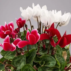Alpenveilchen-Trio, Zufällige Farben, Topf-Ø 13 Cm, Höhe Ca. 30 Cm, 3er-Set -Elho || LECHUZA Verkäufe 0210600498 Cyclamen persicum Trio 3er Set 18 117597