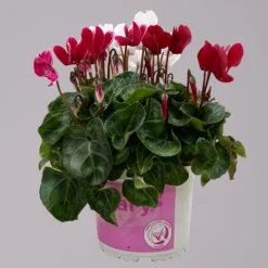 Alpenveilchen-Trio, Zufällige Farben, Topf-Ø 13 Cm, Höhe Ca. 30 Cm, 3er-Set -Elho || LECHUZA Verkäufe 0210600498 Cyclamen persicum Trio 3er Set 2 117599