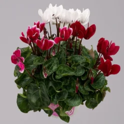 Alpenveilchen-Trio, Zufällige Farben, Topf-Ø 13 Cm, Höhe Ca. 30 Cm, 3er-Set -Elho || LECHUZA Verkäufe 0210600498 Cyclamen persicum Trio 3er Set 4 117598