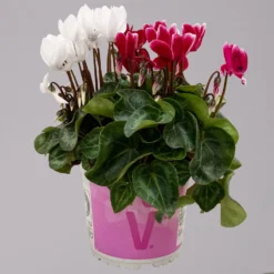 Alpenveilchen-Trio, Zufällige Farben, Topf-Ø 13 Cm, Höhe Ca. 30 Cm, 3er-Set -Elho || LECHUZA Verkäufe 0210600498 Cyclamen persicum Trio 3er Set 5 117600